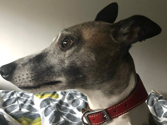 whippet greyhound