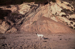 dog+beach+pointer-1.jpg