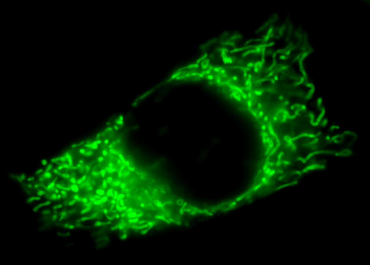 MitoView-Green-icc