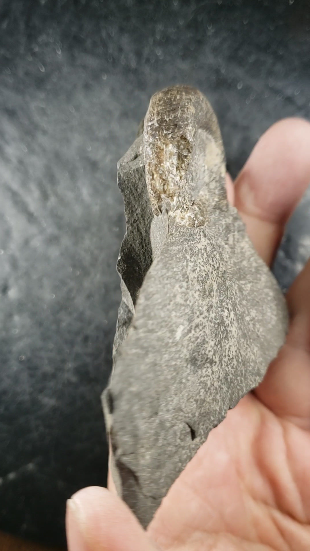 Fossile de Cephalopode, Trocholites ammonius, Québec