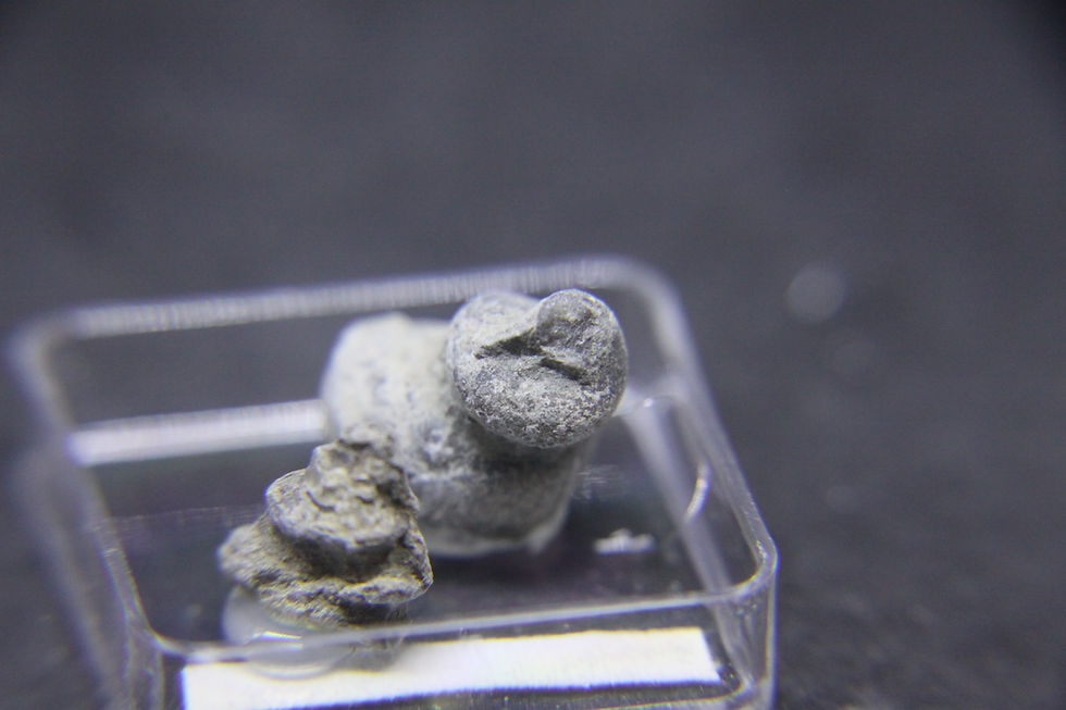 Miniature : Gastéropodes