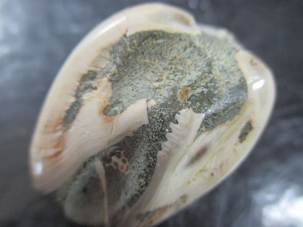 Miniature : Bivalve fossile (poli), Madagascar