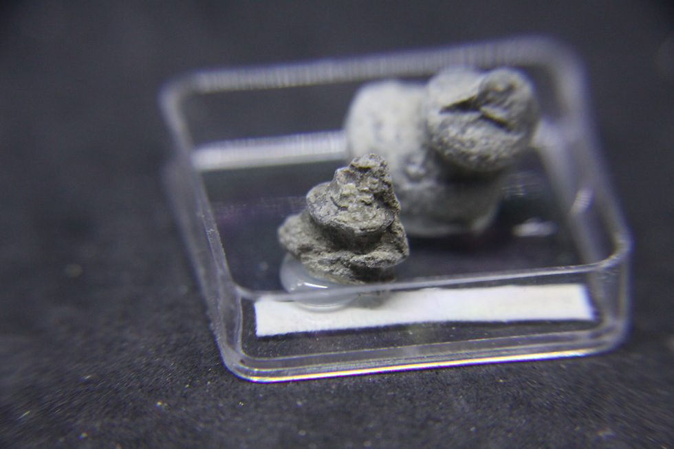 Miniature : Gastéropodes