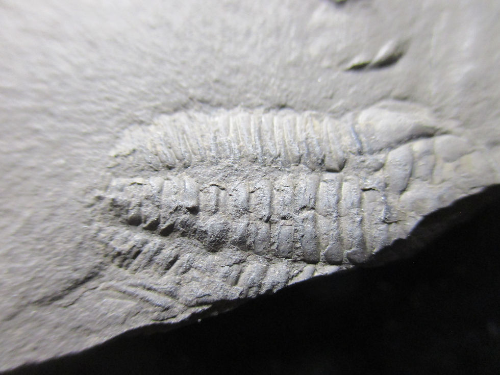 Miniature : Trilobite, Triarthrus beckii, Capitale-Nationale, QC