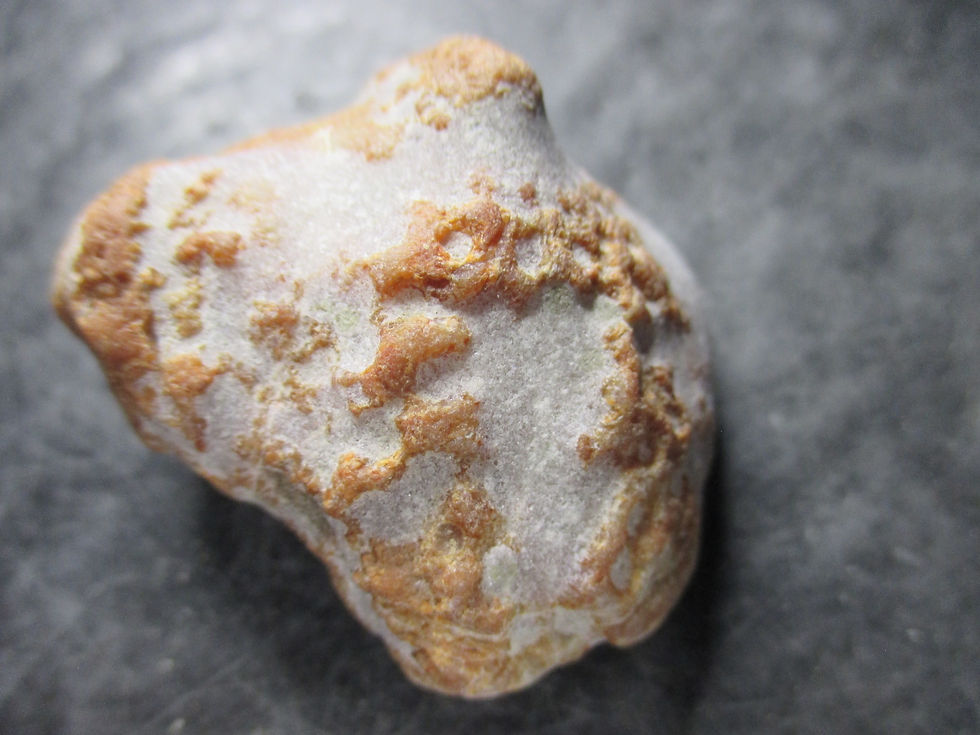 Miniature : Fossile de Corail tabulaire rouge, Heliolites, Gaspésie, Québec