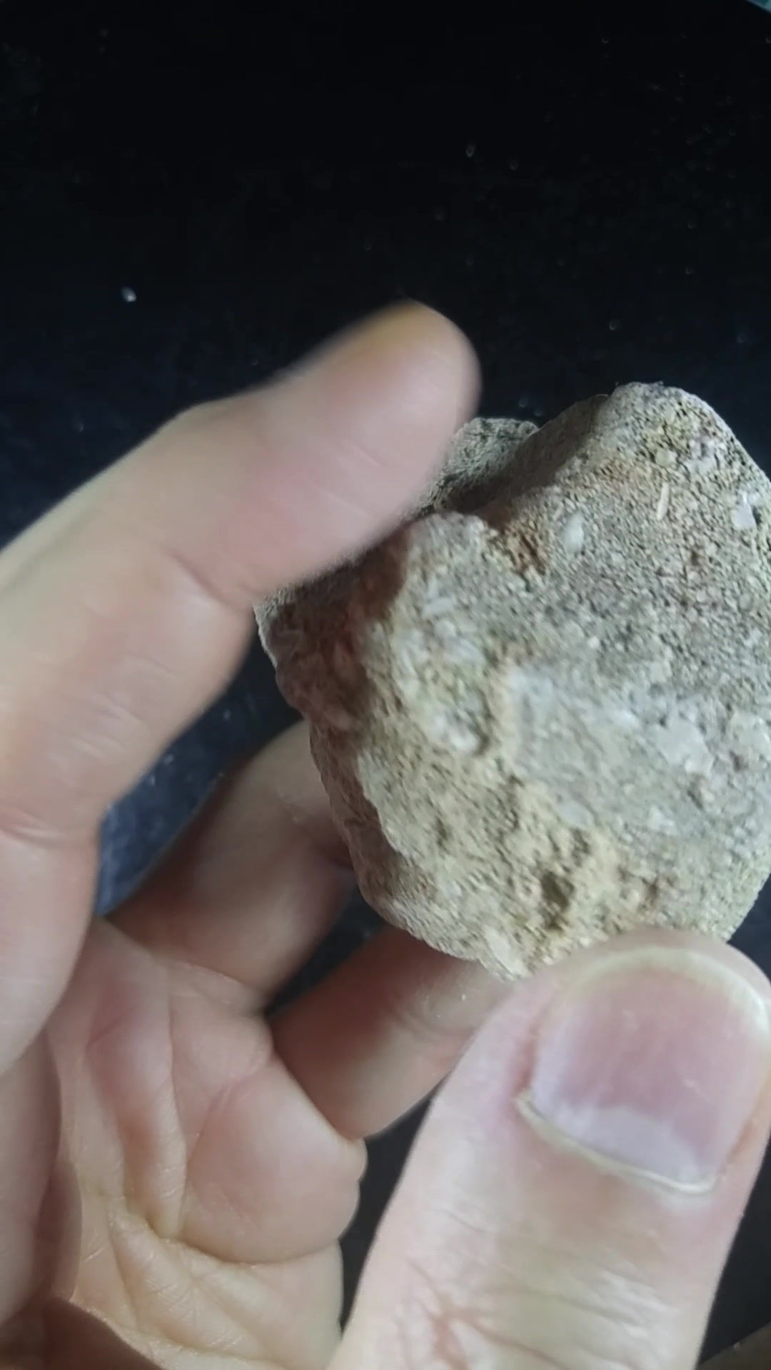 Dent de requin, fossile sur matrice, Maroc