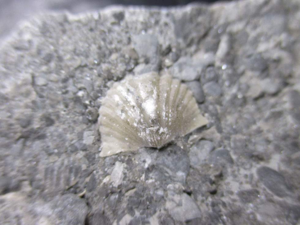 Miniature : Brachiopode, Québec