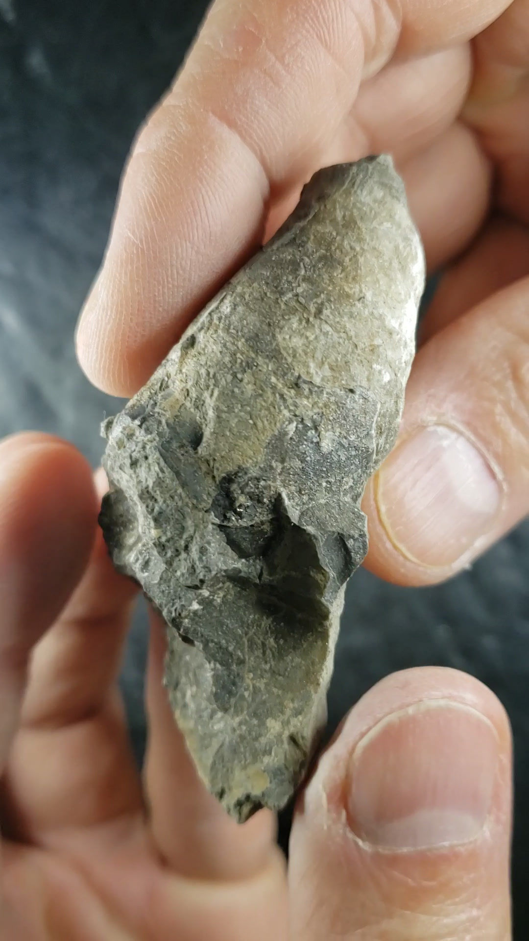 Fossile de Cephalopode, Oncoceras, Région de la Capitale Nationale, Québec