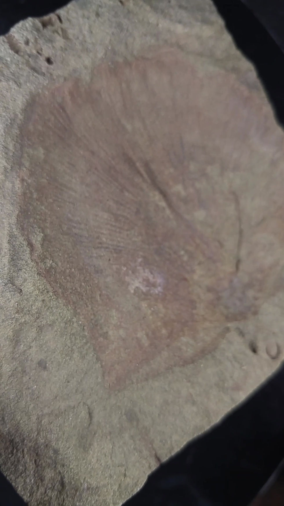 Brachiopode, Leptostrophia magnifica, Gaspésie, QC