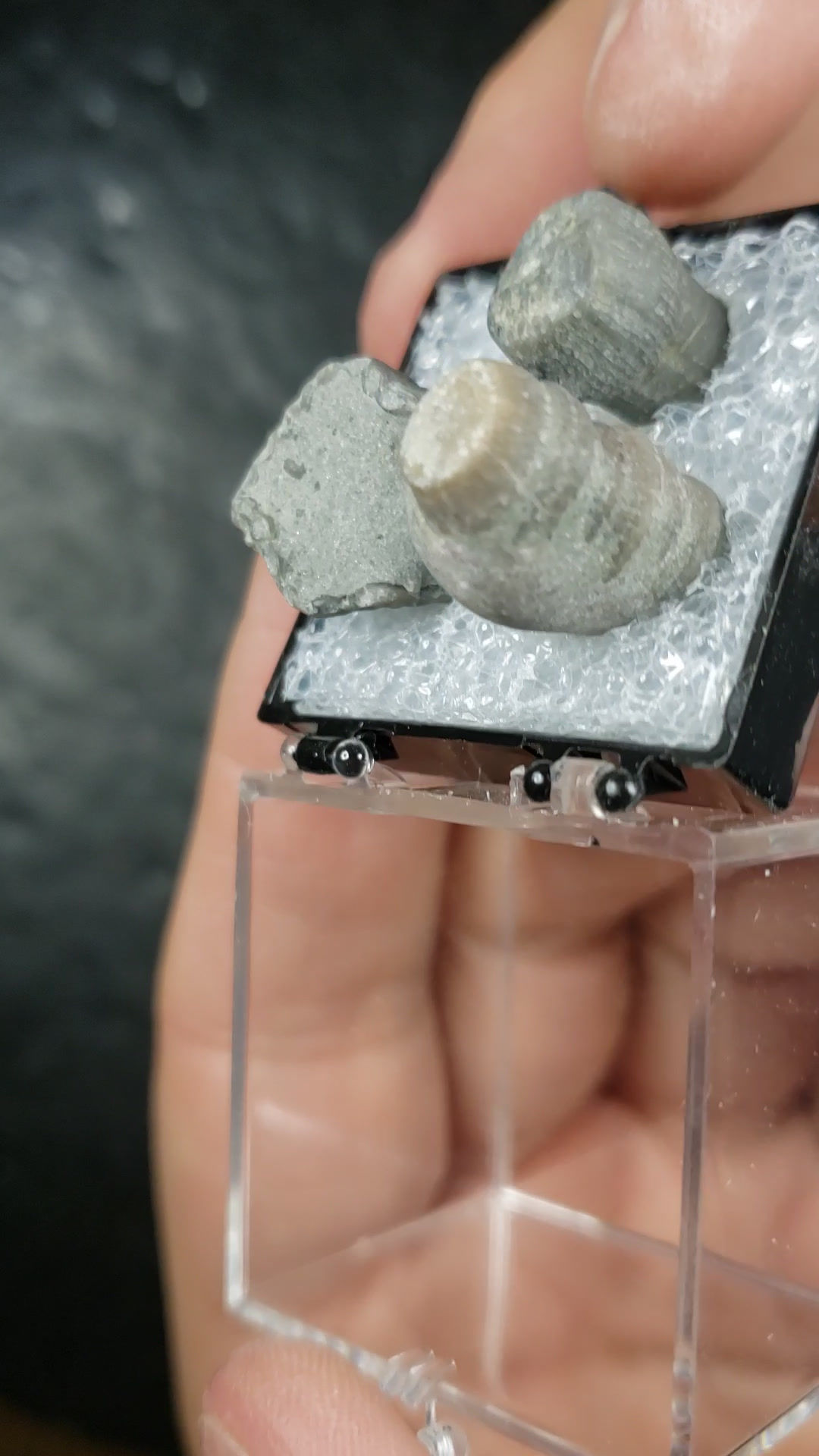 Fossiles (coraux et autres), Plage Henderson, New-Richmond, Quebec