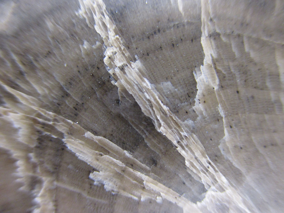 Miniature : Fossile de Bryozoaire, Prasopora, Québec, tranche polie