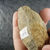 Fossile de Brachiopode articulé, Stricklandia gaspensis, Gaspésie, Québec