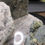 Miniature : Pyrite sur support, Acton-Vale