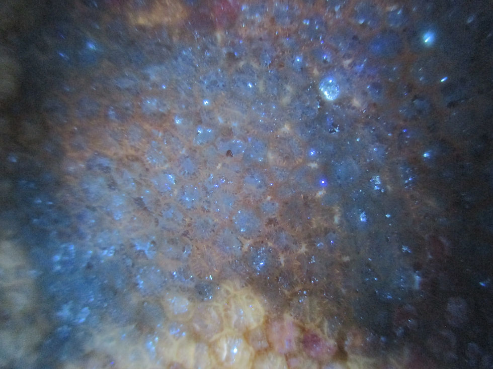 Miniature : Corail fossile, Favosites gothlandicus, Formation de Gascon, Gaspésie, Québec