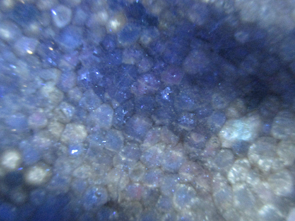 Miniature : Fossile de Corail tabulaire, Favosites gothlandicus (plaque polie), Gaspésie
