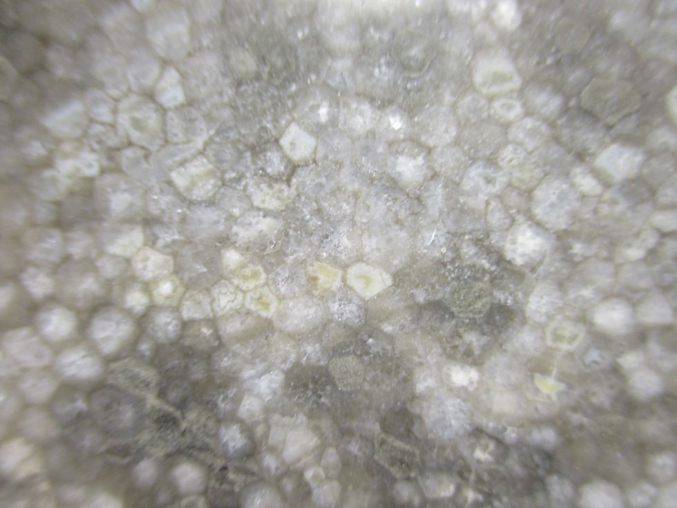 Miniature : Fossile de Corail tabulaire, Favosites gothlandicus (plaque polie), Gaspésie