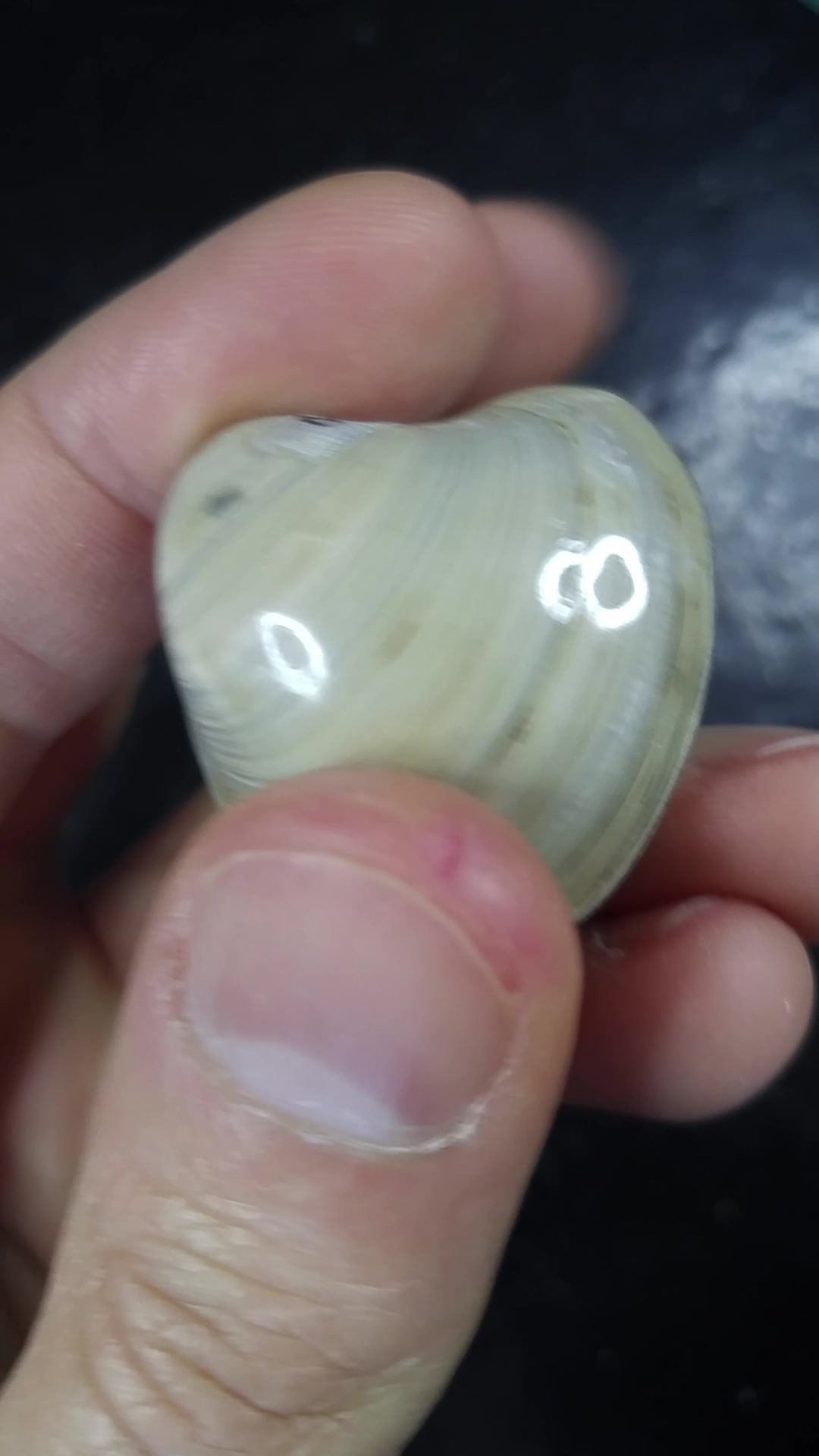 Bivalve fossile (poli), Madagascar