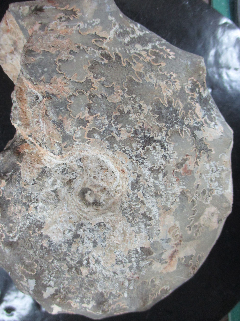 Miniature : Ammonite, Ait Morrhad, Maroc