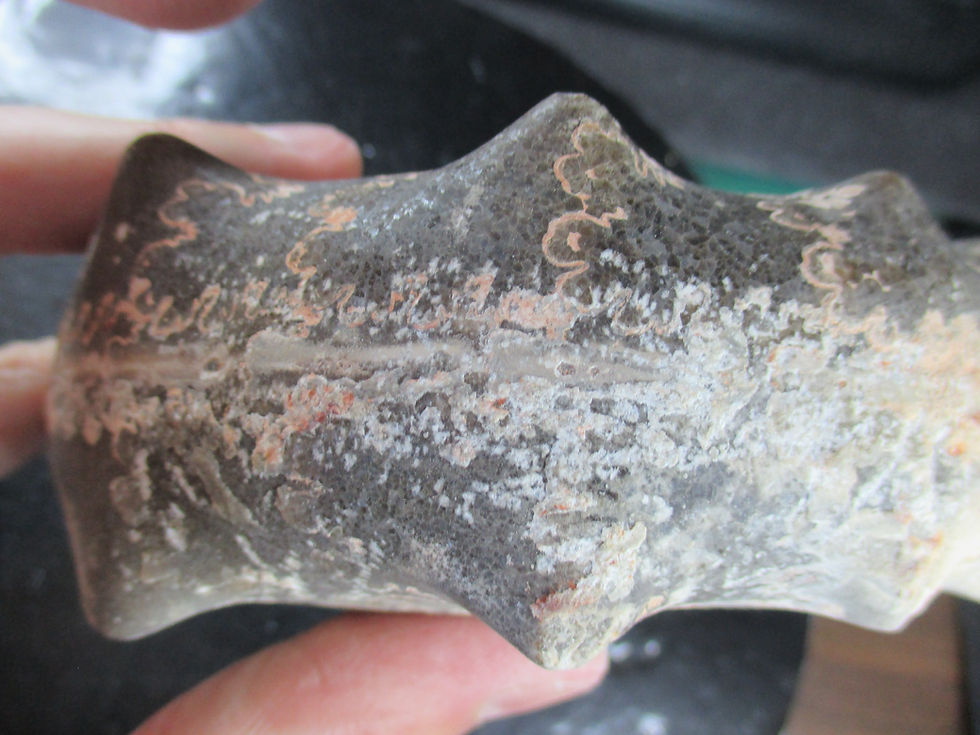 Miniature : Ammonite, Ait Morrhad, Maroc