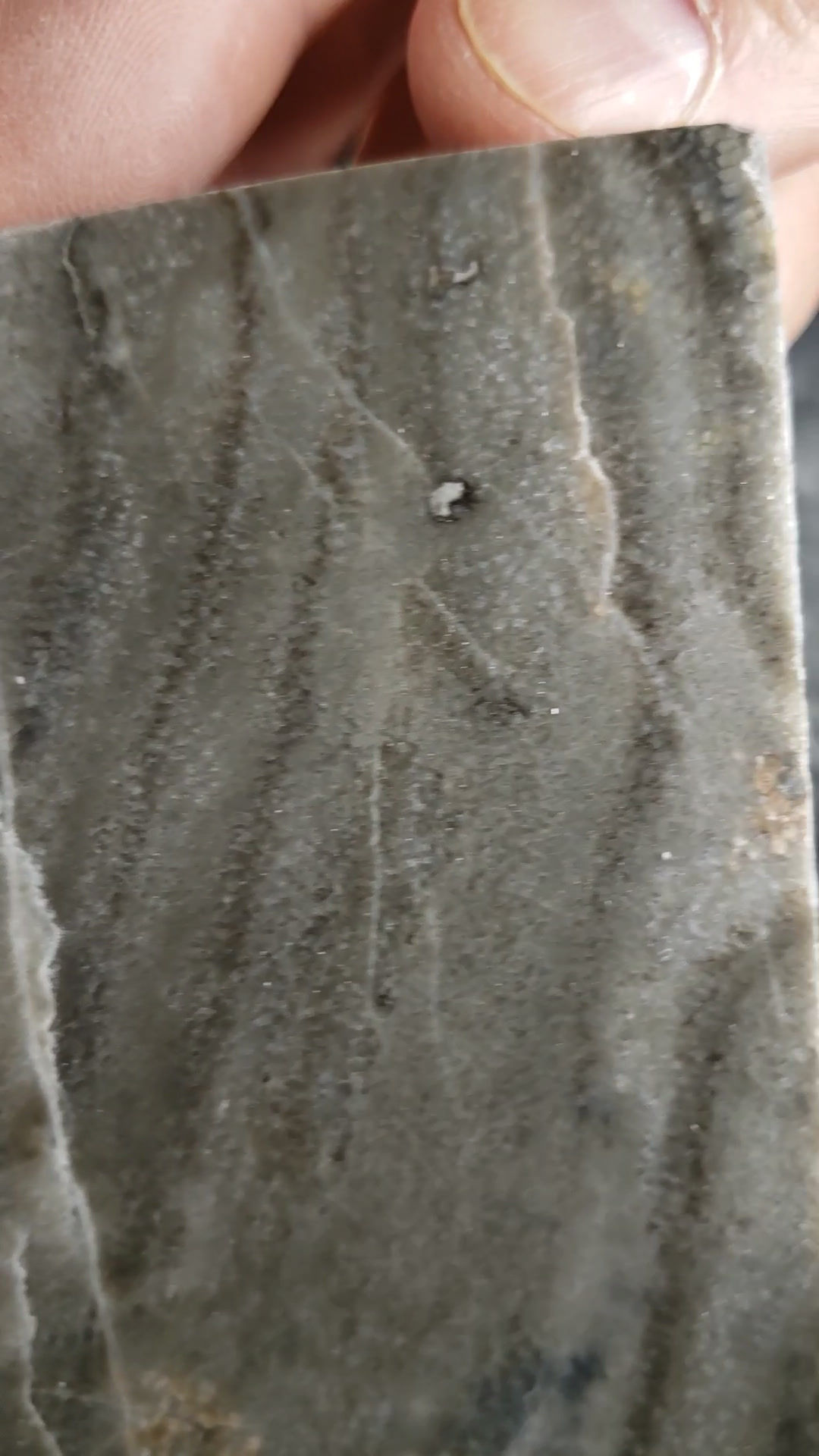 Fossile de Corail tabulaire, Favosite hisingeri (plaque polie), Gaspésie, Québec