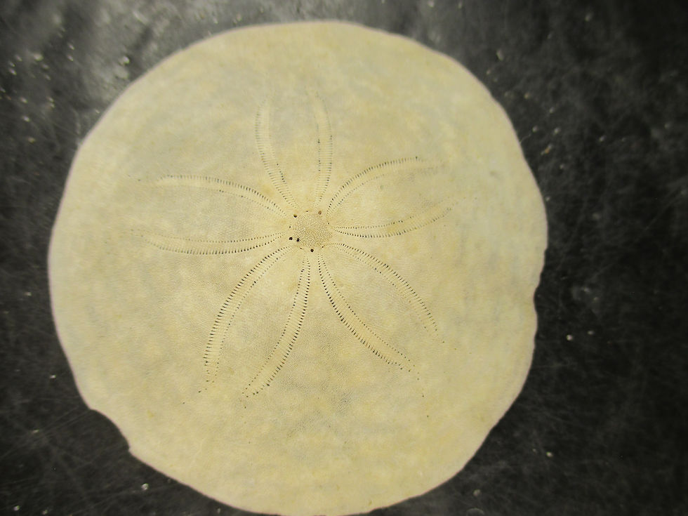 Miniature : Dollars des sables, Rivière-au-Tonnerre, Côte-Nord, Québec