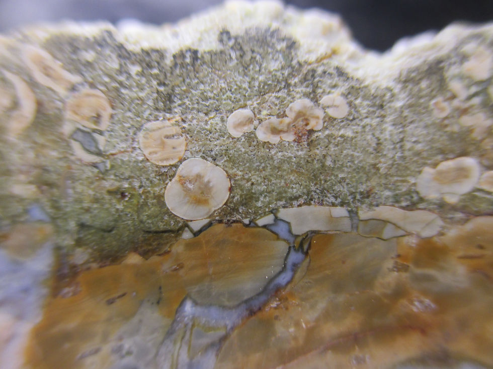 Miniature : Agate polie, Mont Tuzo, Gaspésie, Québec