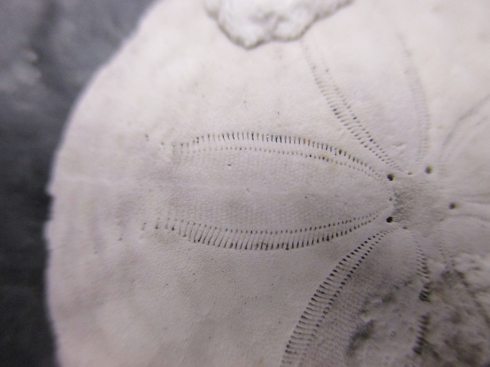 Miniature : Dollars des sables, Rivière-au-Tonnerre, Côte-Nord, Québec