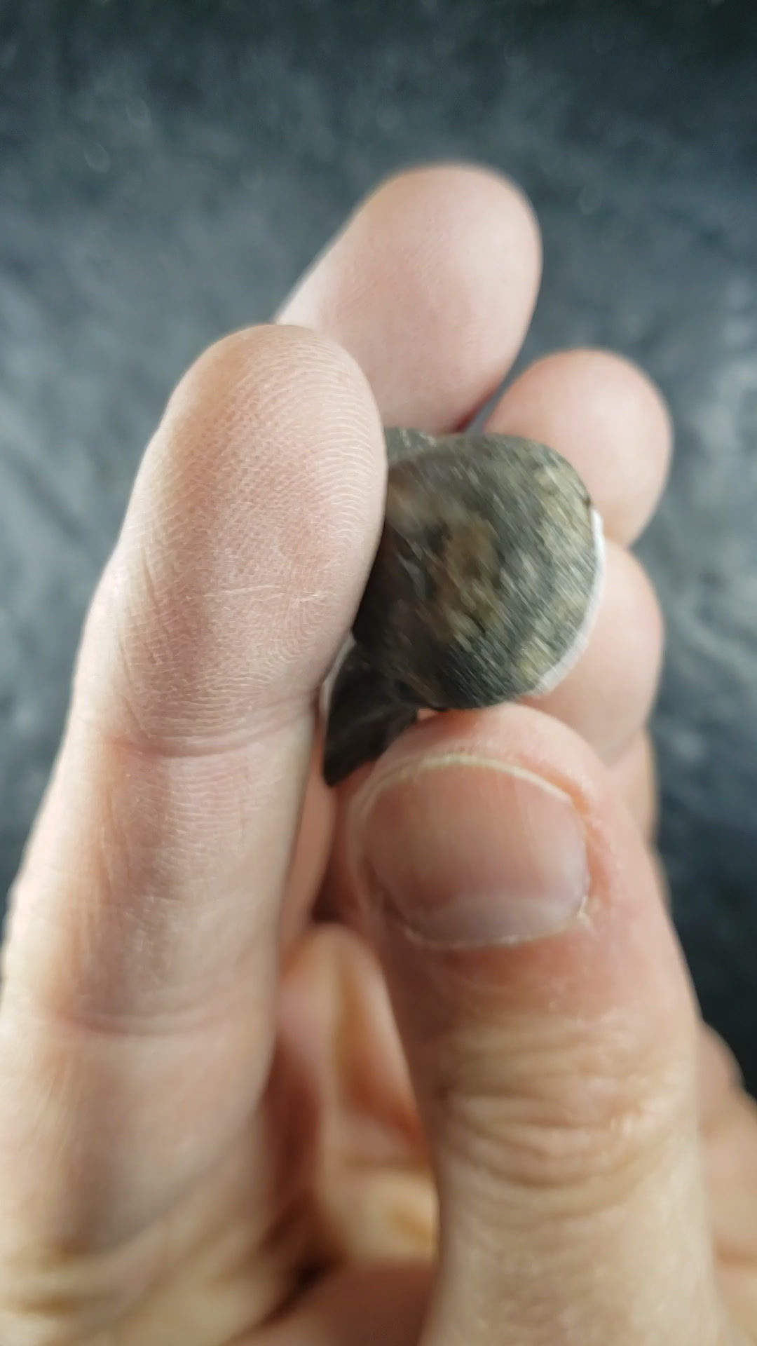 Fossile de Gateropode, Bellerophon troosti. Québec