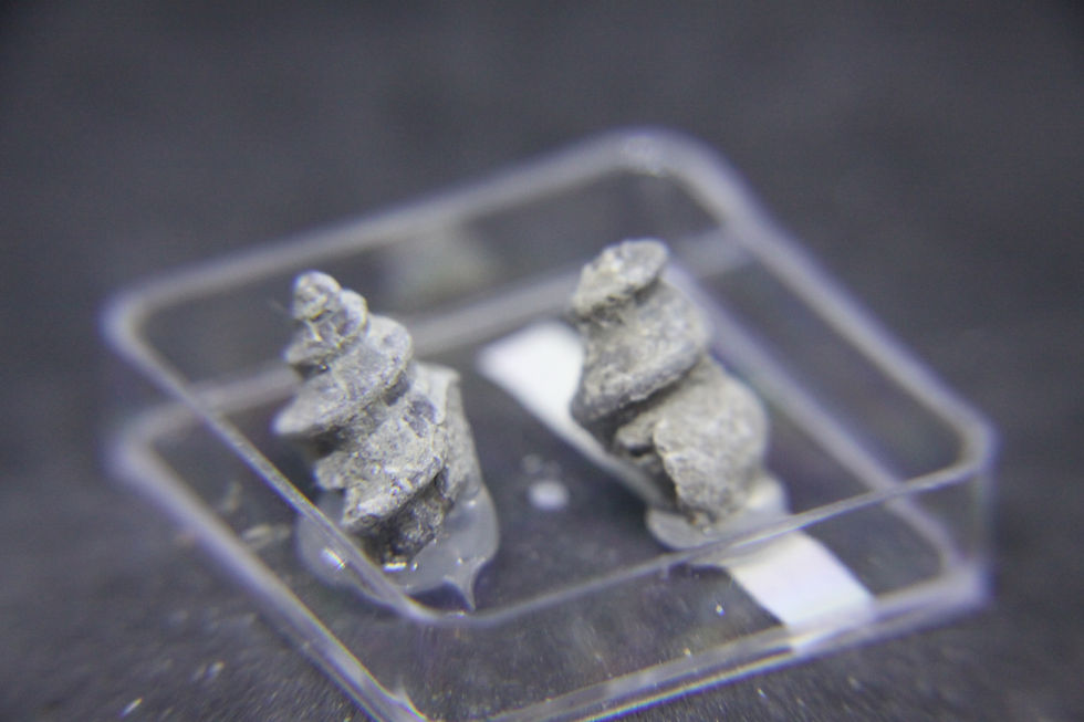 Miniature : Gastéropodes