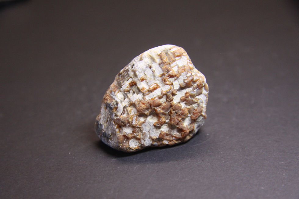 Miniature : Corail Favosite agatisé, Coin-du-banc, Quebec