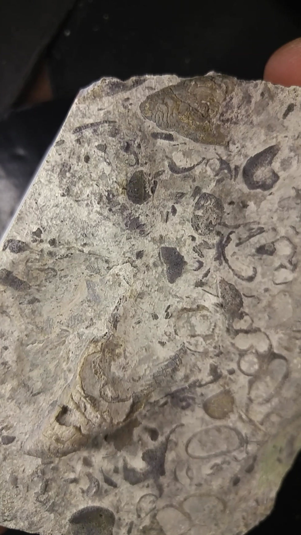 Corail et gastéropode, Streptelasma corniculum, Saguenay, QC