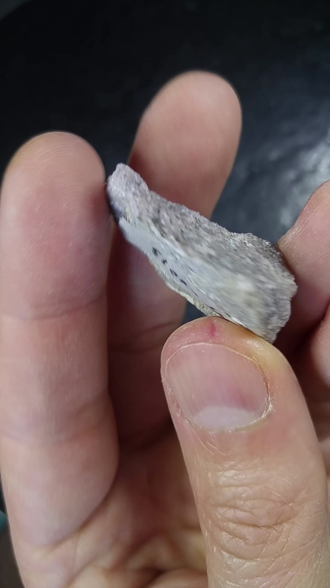 Wilsonite, Montauban-les-Mines, Mauricie