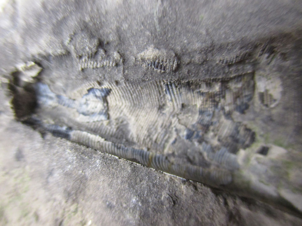 Miniature : Fossile de Conulata, Conularia trentonensis, Québec