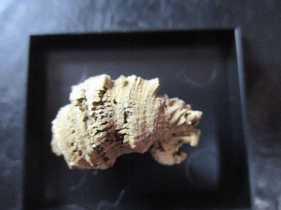 Miniature : Corail Rugosa, Témiscaming