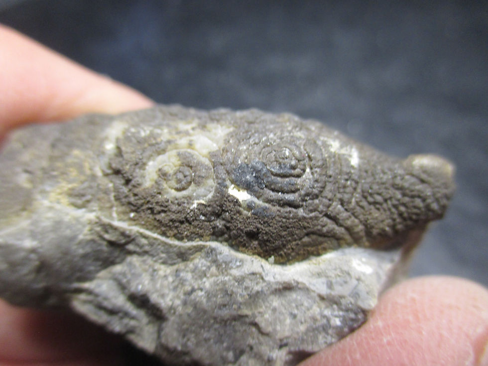 Miniature : Corail Streptelasma, St-Guy, Bas-St-Laurent