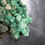 Miniature : Malachite, Sidi Ayade, Maroc