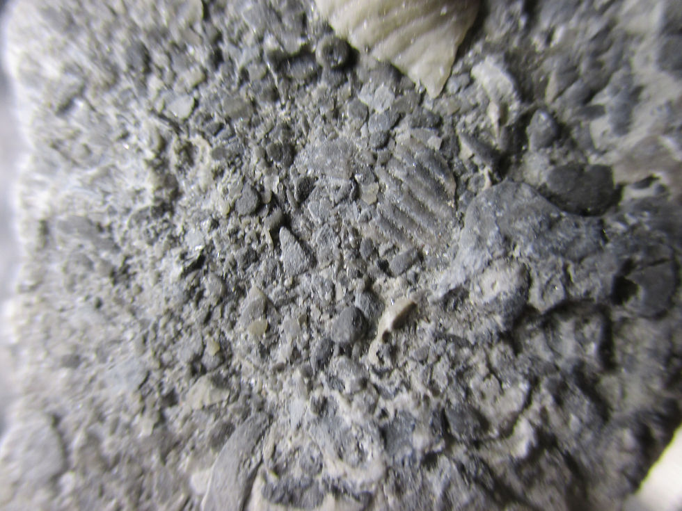 Miniature : Brachiopode, Québec