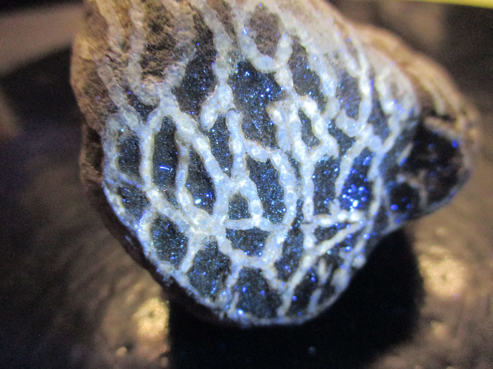 Miniature : Corail Halysites, Port-Daniel, Gaspésie