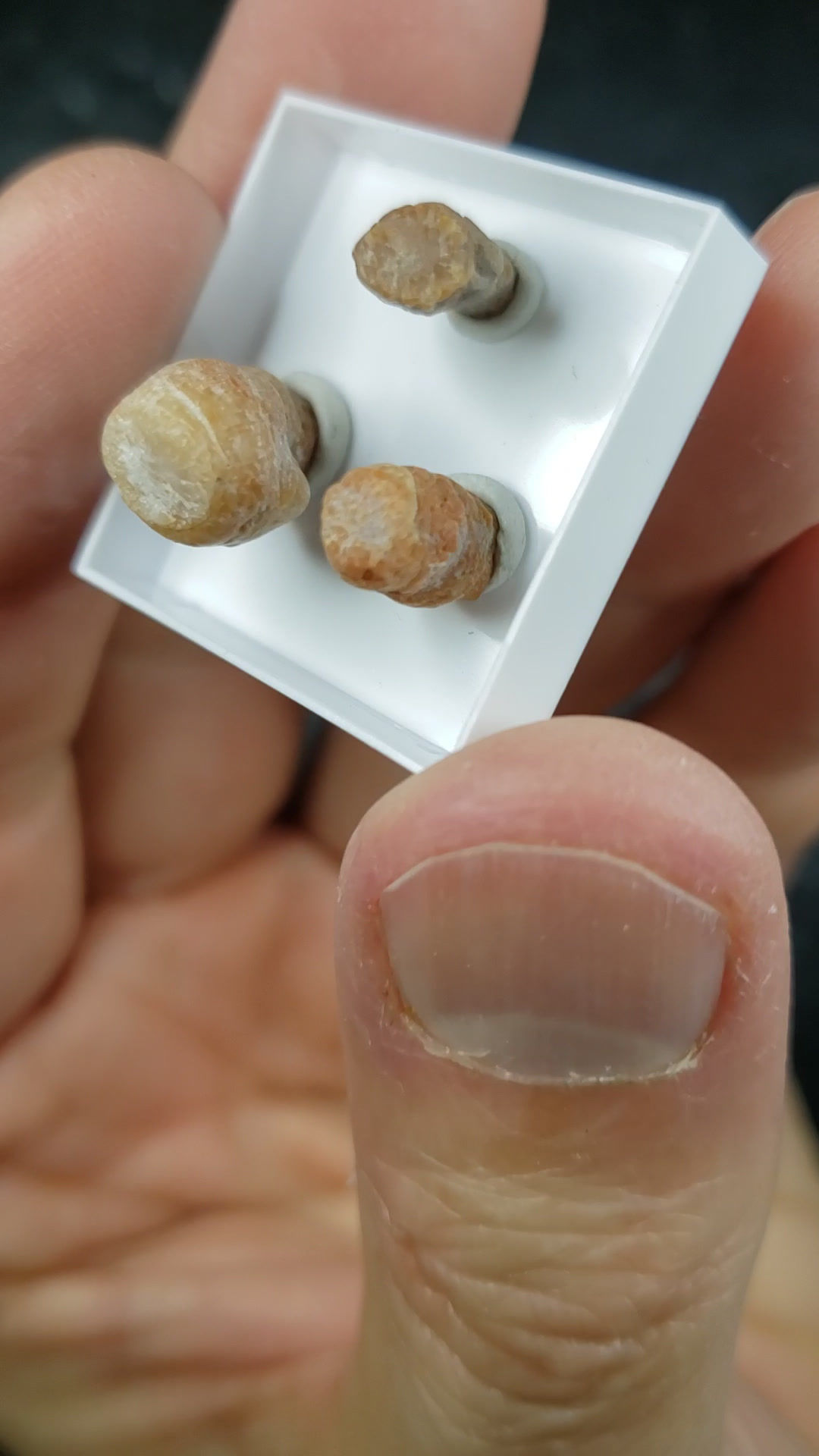 Fossiles agatisés (coraux et autres), Anse McInnes, Port-Daniel, Quebec