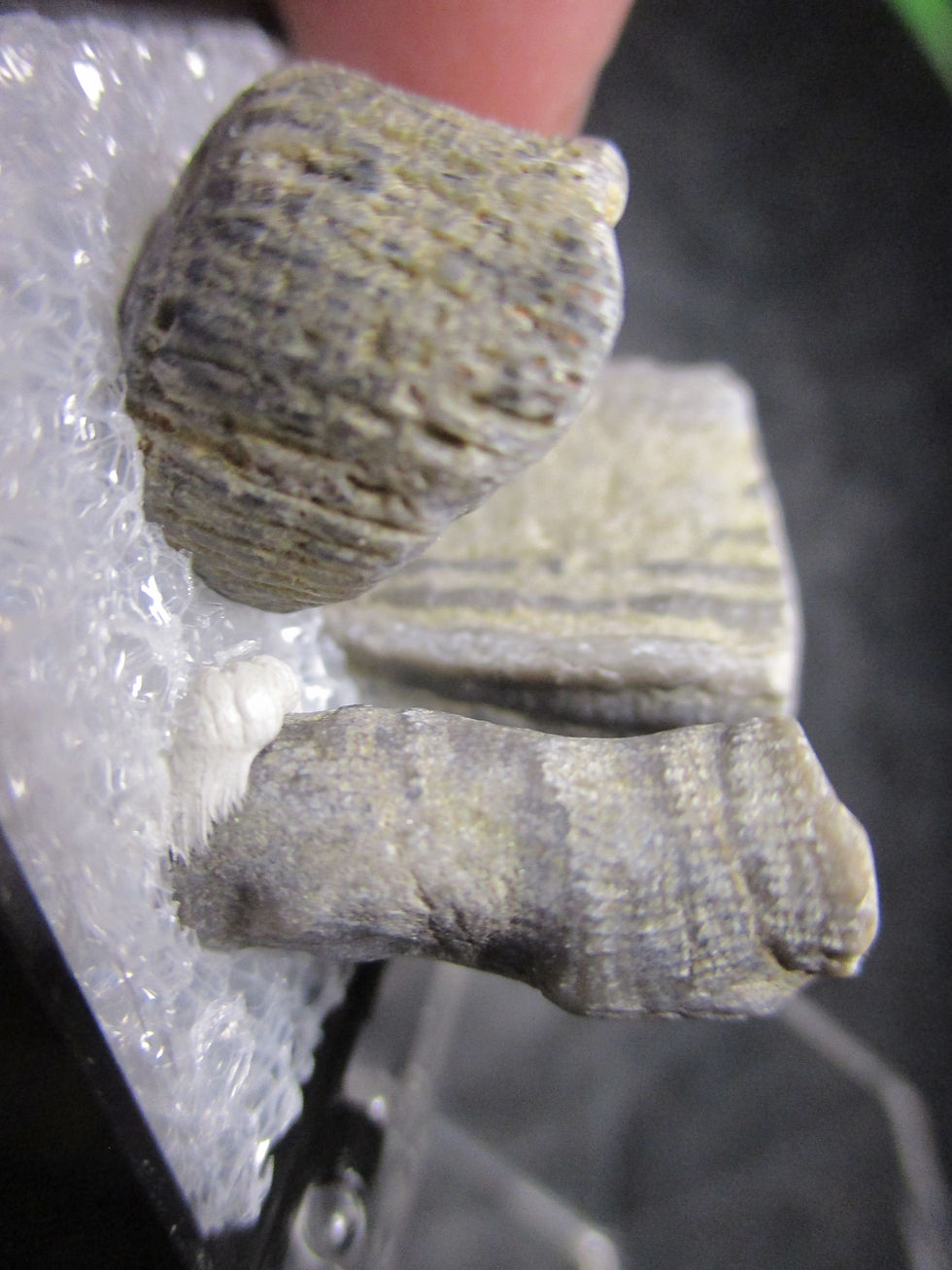 Miniature : Fossiles (coraux et autres), Plage Henderson, New-Richmond, Quebec