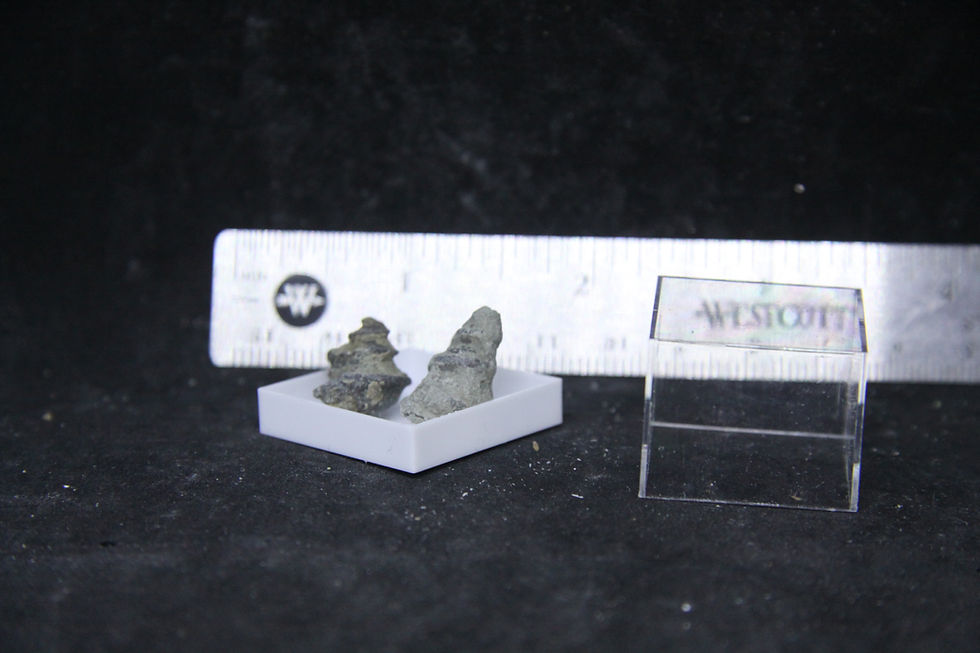 Miniature : Gastéropodes