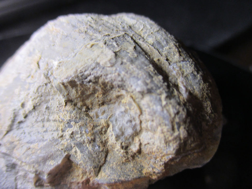 Miniature : Fossile de Brachiopode articulé, Stricklandia gaspensis, Gaspésie, Québec