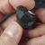 Melanite (Grenat noir de type Andradite), Imilchil, Maroc