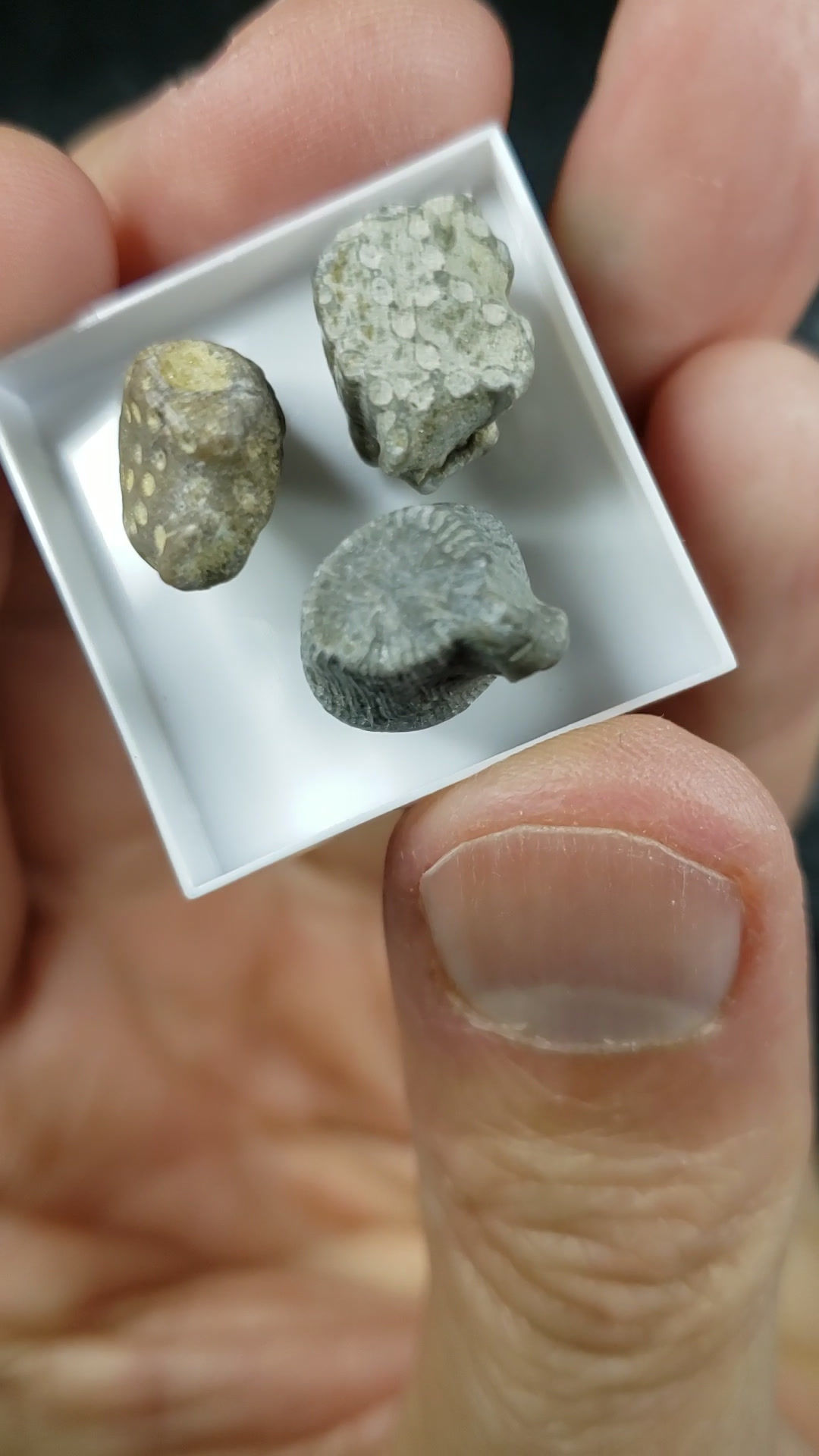 Fossiles (coraux et autres), Plage Henderson, New-Richmond, Quebec