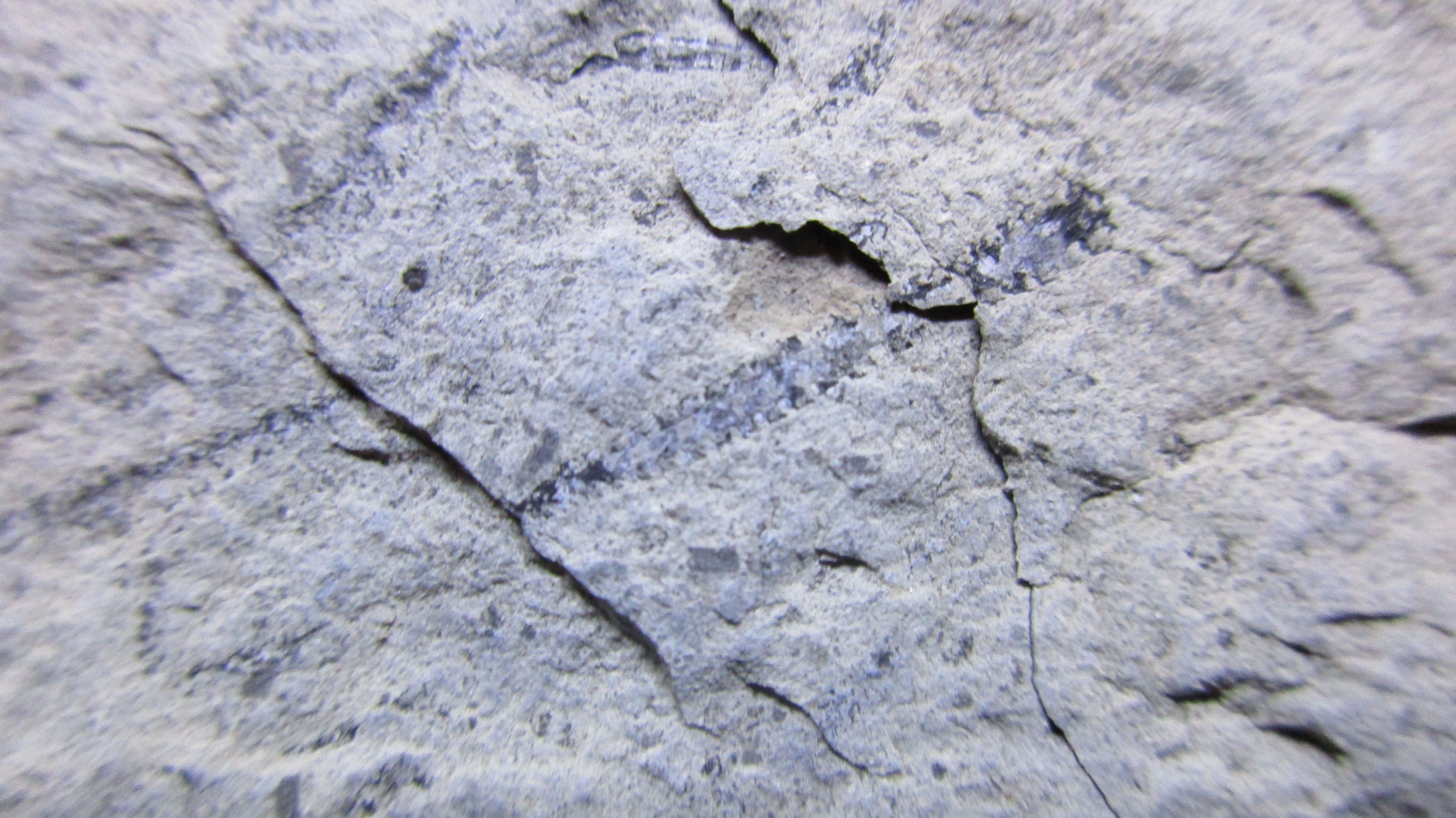 Graptolithes / Cap Santé