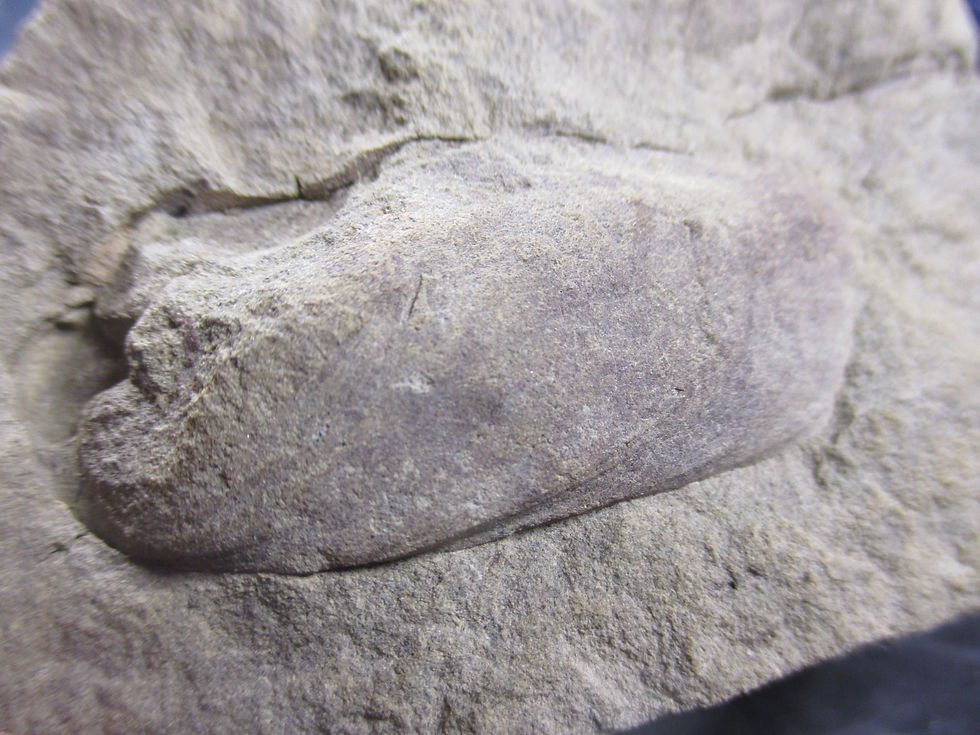 Miniature : Brachiopode, Etymothyris gaspensis, Gaspésie, QC