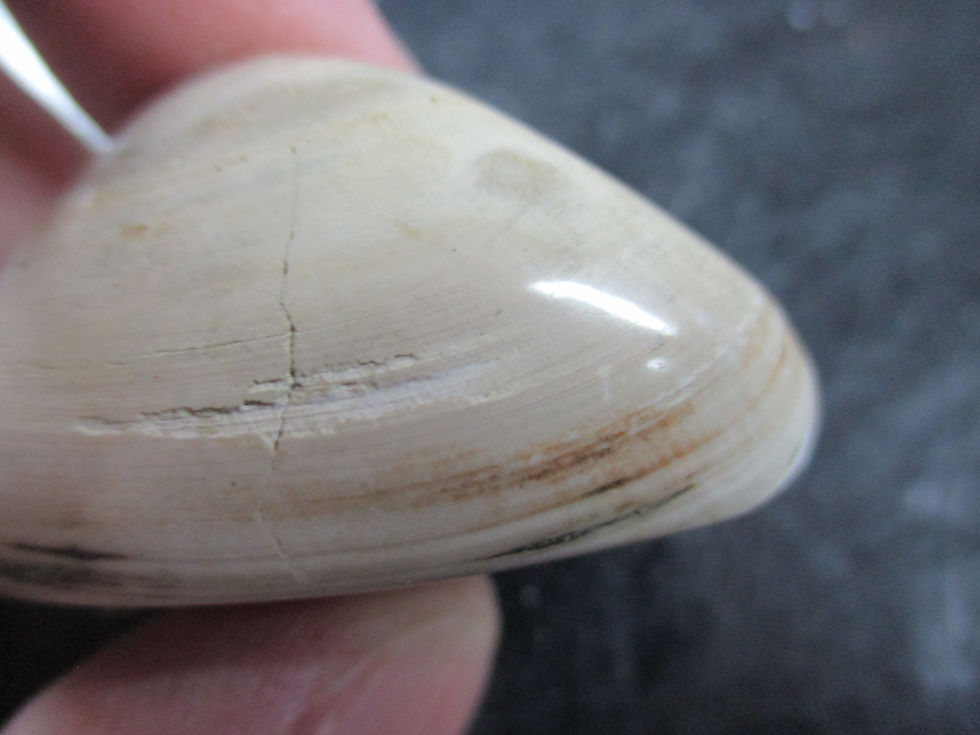 Miniature : Bivalve fossile (poli), Madagascar