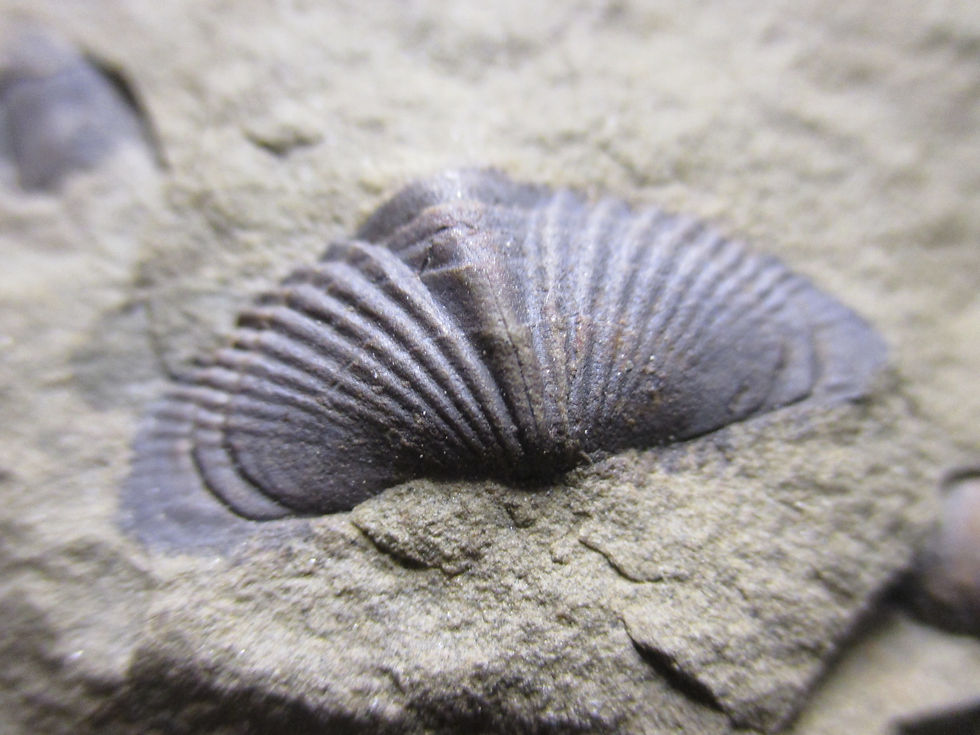Miniature : Brachiopode, Mucrospirifer c.f. perimele, Gaspésie, QC