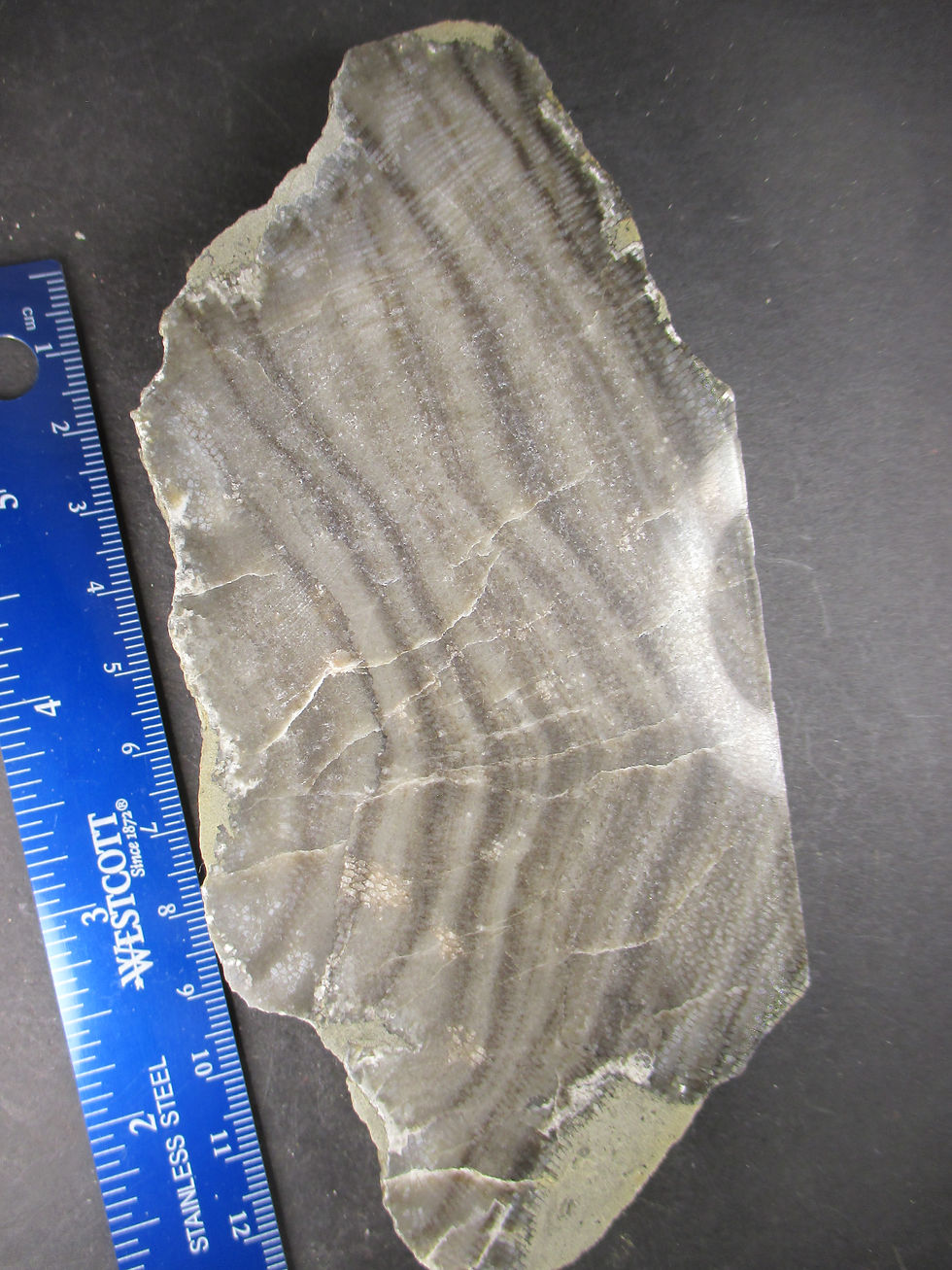 Miniature : Corail fossile, Favosites hisingheri, Formation de Gascon, Gaspésie, Québec