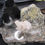 Miniature : Quartz sur support, Willer sur Thur, Haut-Rhin, France